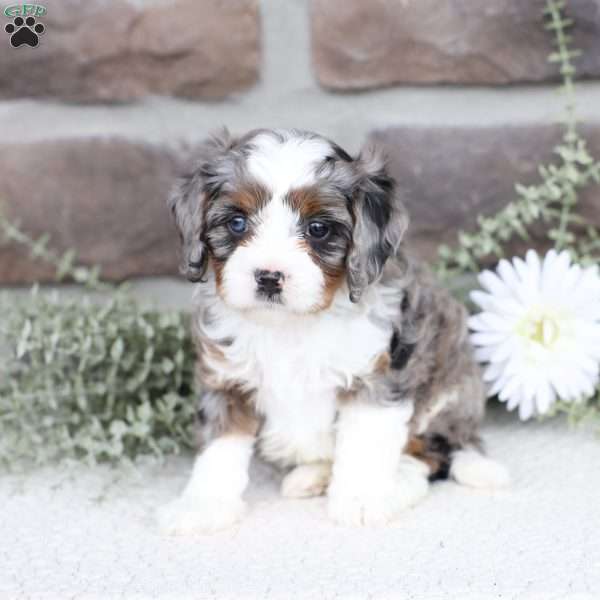 Beau, Cavapoo Puppy